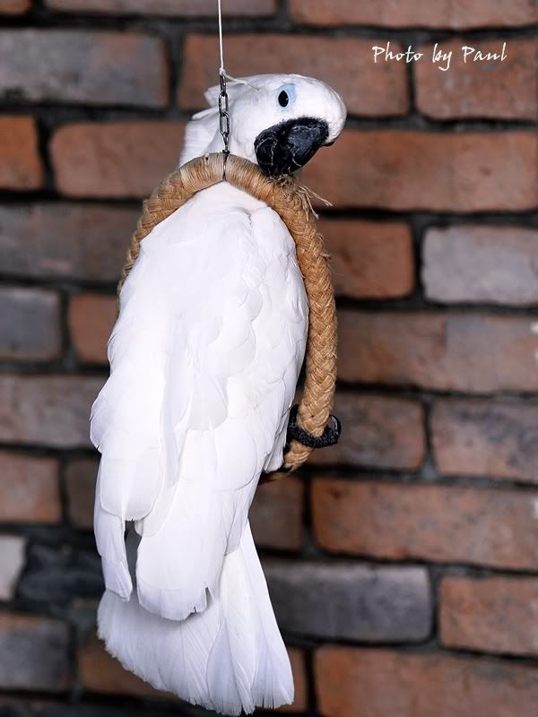 Photo Sharing and Video Hosting at Photobucket