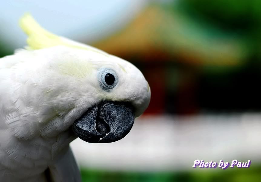 Photo Sharing and Video Hosting at Photobucket