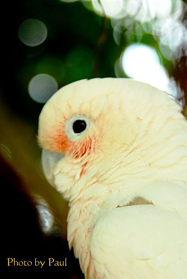 Photo Sharing and Video Hosting at Photobucket