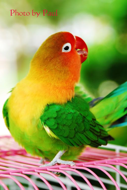 Photo Sharing and Video Hosting at Photobucket