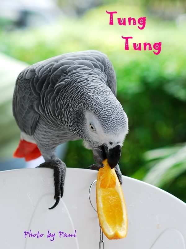 Photo Sharing and Video Hosting at Photobucket