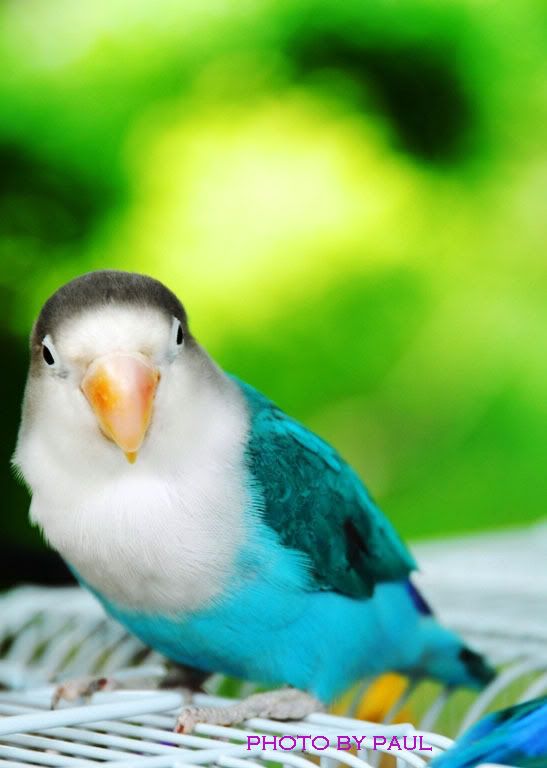 Photo Sharing and Video Hosting at Photobucket