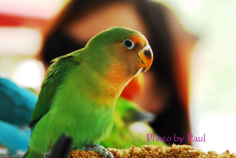 Photo Sharing and Video Hosting at Photobucket