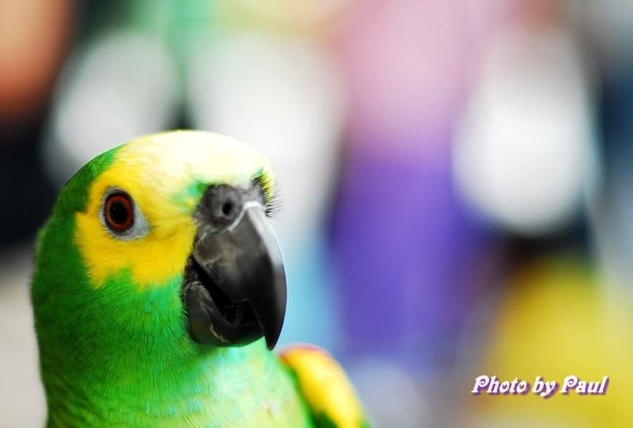 Photo Sharing and Video Hosting at Photobucket