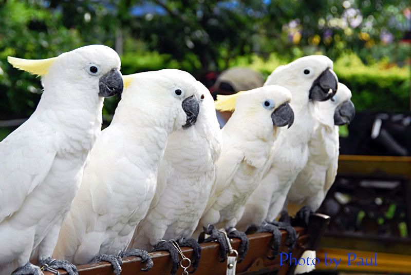 Photo Sharing and Video Hosting at Photobucket