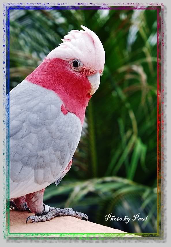 Photo Sharing and Video Hosting at Photobucket