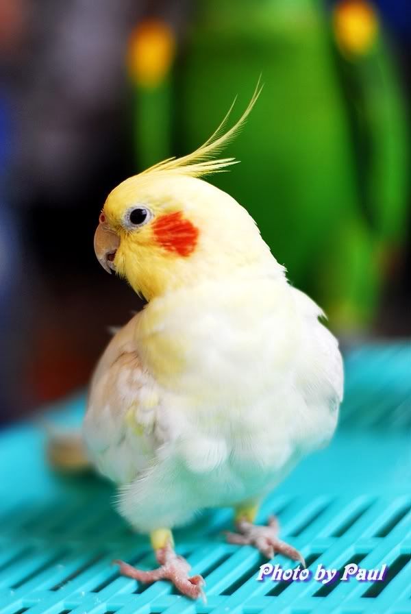 Photo Sharing and Video Hosting at Photobucket