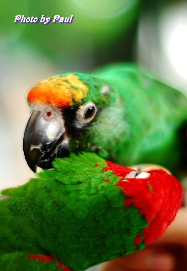 Photo Sharing and Video Hosting at Photobucket