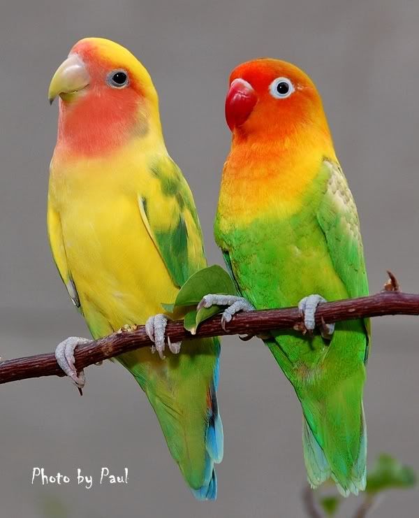 Photo Sharing and Video Hosting at Photobucket