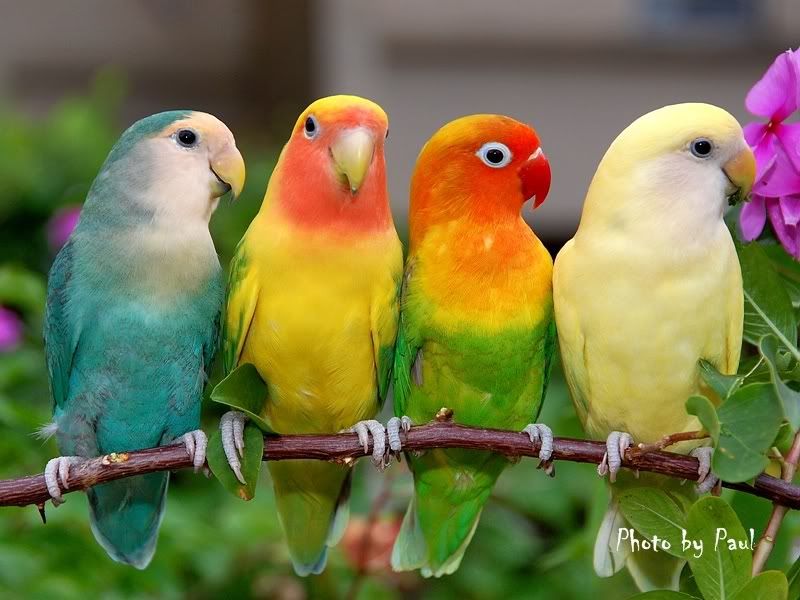 Photo Sharing and Video Hosting at Photobucket