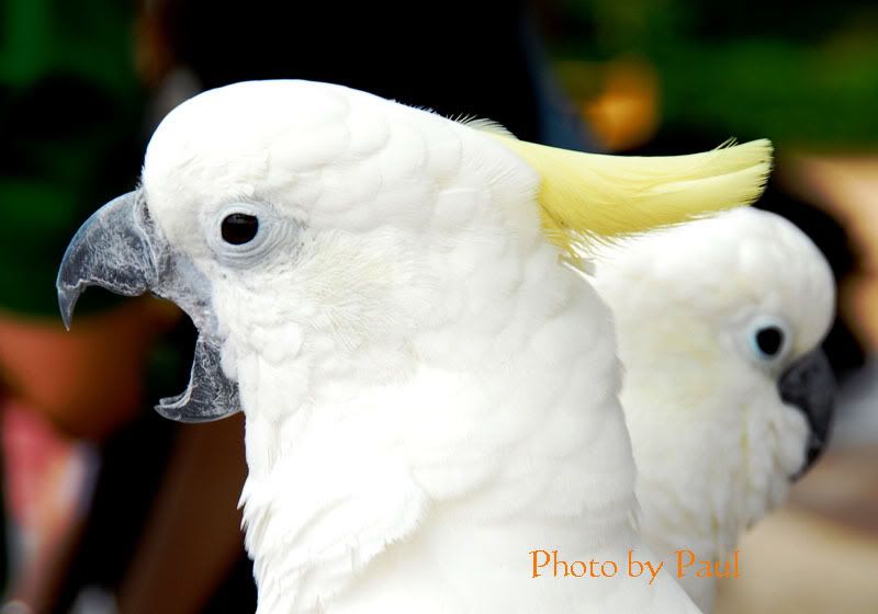 Photo Sharing and Video Hosting at Photobucket