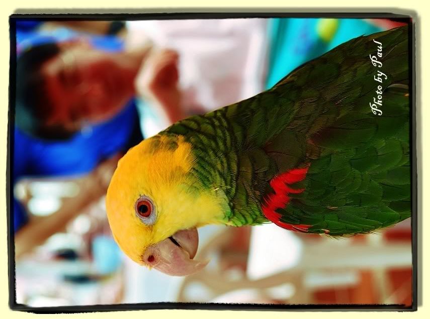 Photo Sharing and Video Hosting at Photobucket