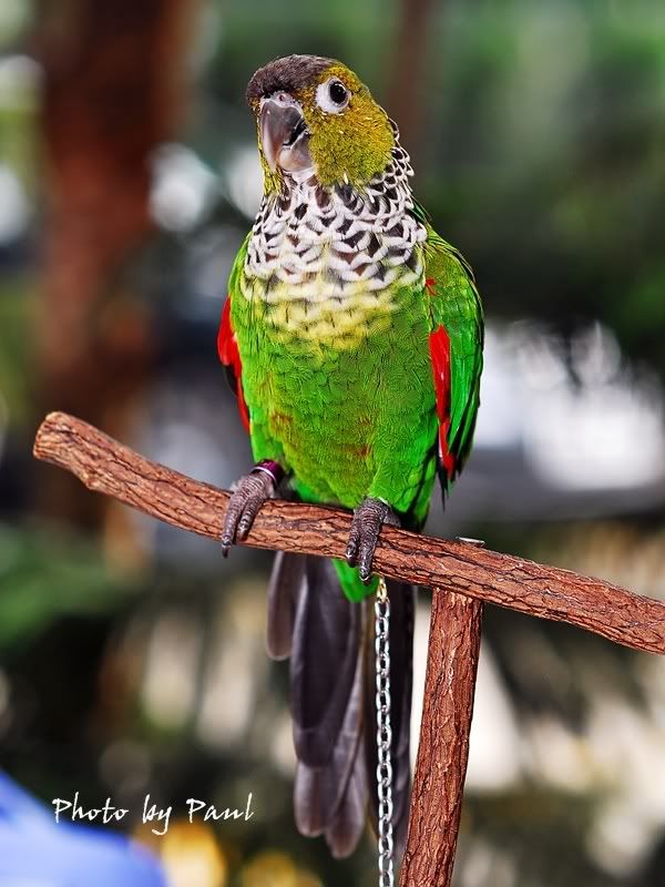 Photo Sharing and Video Hosting at Photobucket