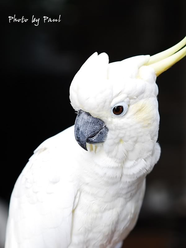 Photo Sharing and Video Hosting at Photobucket