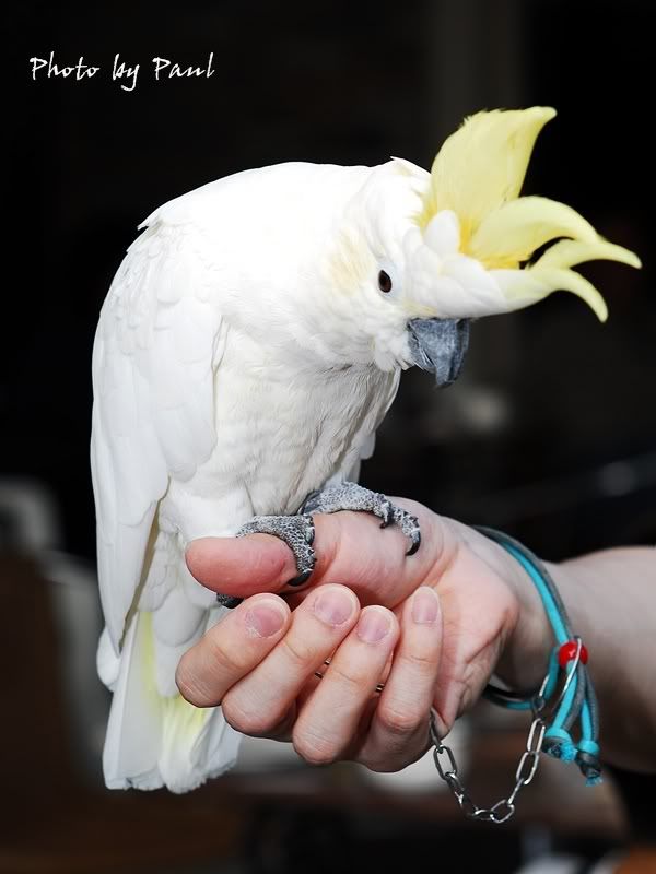 Photo Sharing and Video Hosting at Photobucket