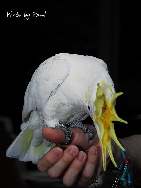 Photo Sharing and Video Hosting at Photobucket