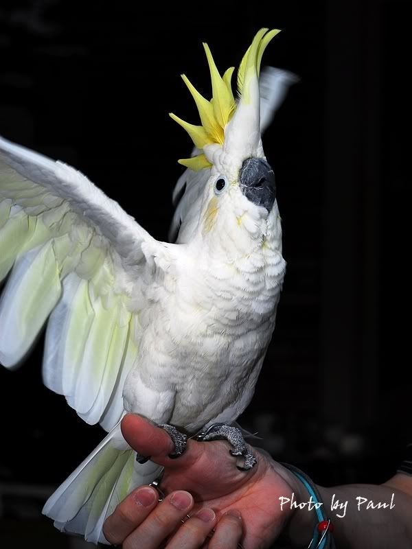 Photo Sharing and Video Hosting at Photobucket