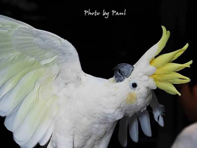 Photo Sharing and Video Hosting at Photobucket