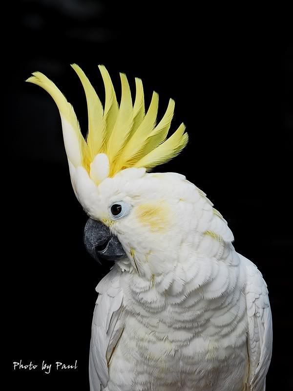 Photo Sharing and Video Hosting at Photobucket