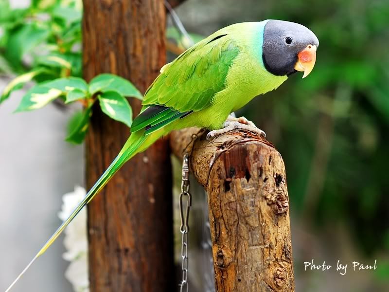 Photo Sharing and Video Hosting at Photobucket