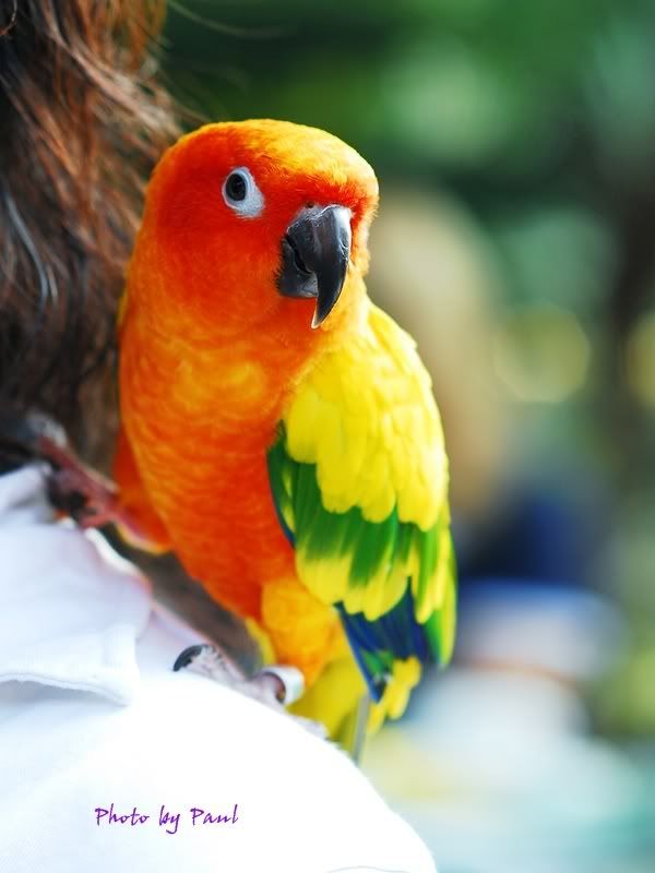 Photo Sharing and Video Hosting at Photobucket