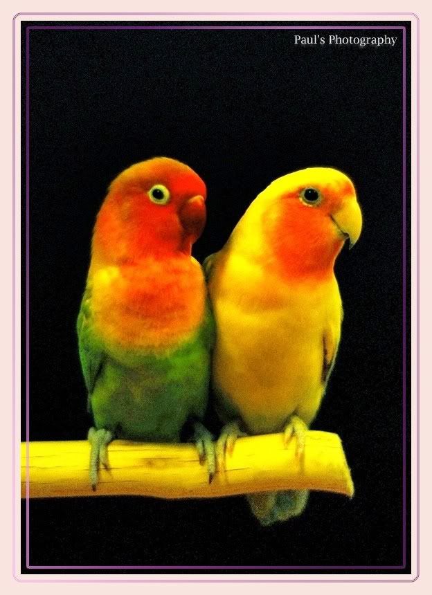 Photo Sharing and Video Hosting at Photobucket