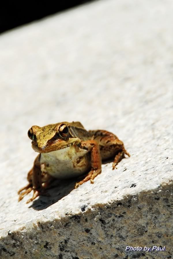 Photo Sharing and Video Hosting at Photobucket