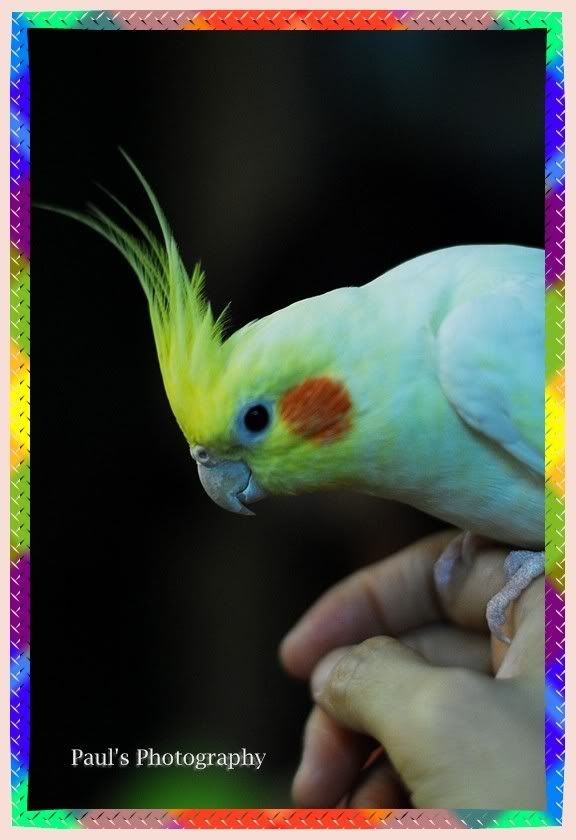 Photo Sharing and Video Hosting at Photobucket