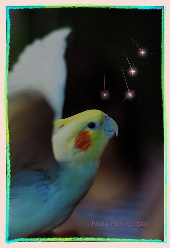 Photo Sharing and Video Hosting at Photobucket