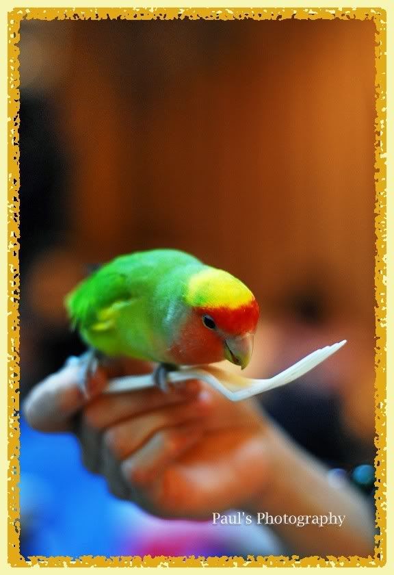 Photo Sharing and Video Hosting at Photobucket