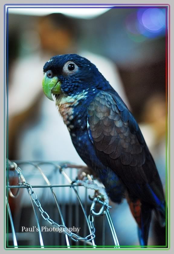 Photo Sharing and Video Hosting at Photobucket