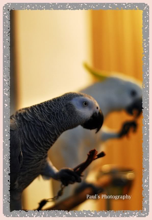 Photo Sharing and Video Hosting at Photobucket