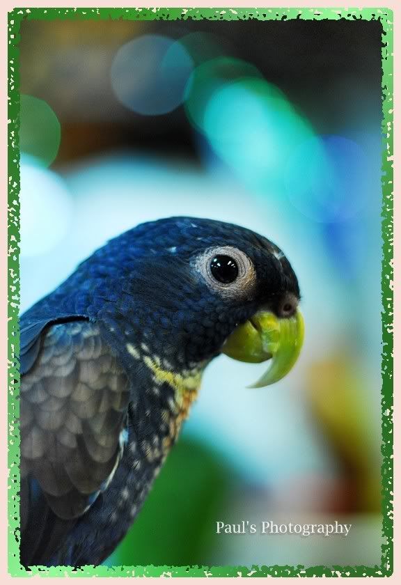 Photo Sharing and Video Hosting at Photobucket