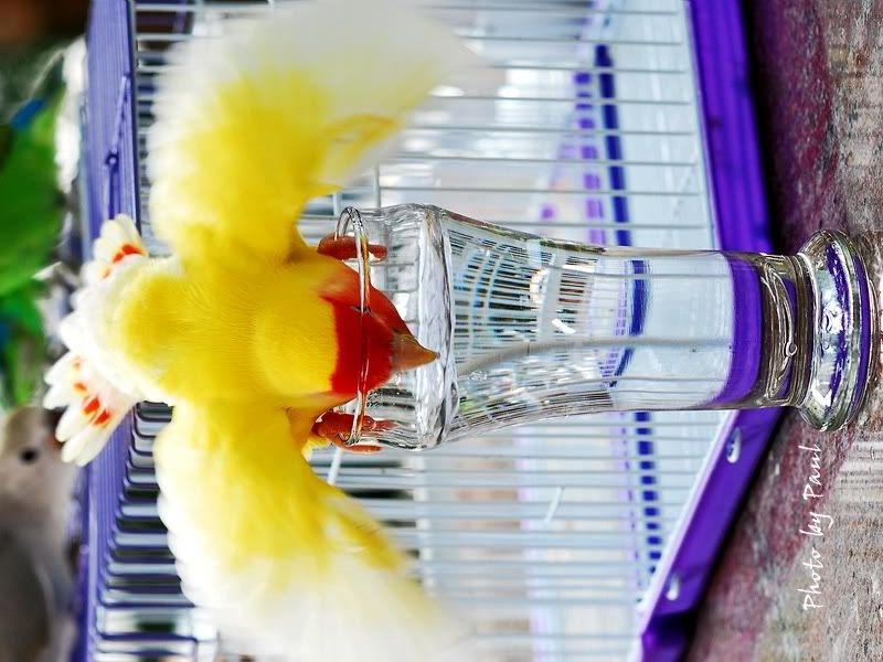 Photo Sharing and Video Hosting at Photobucket