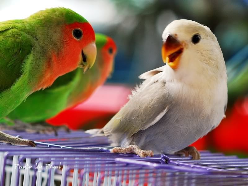 Photo Sharing and Video Hosting at Photobucket