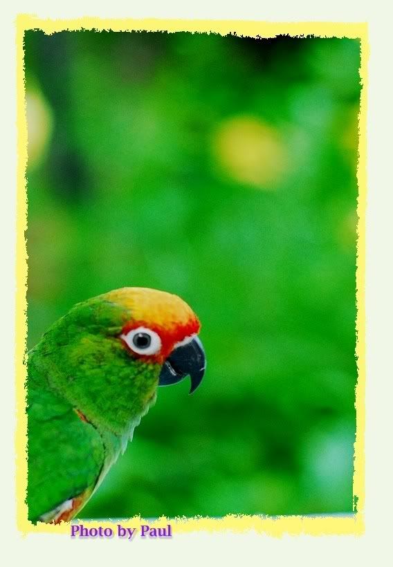 Photo Sharing and Video Hosting at Photobucket