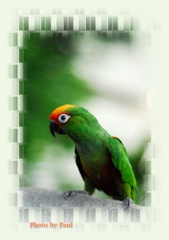 Photo Sharing and Video Hosting at Photobucket