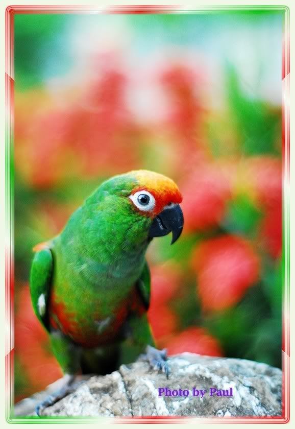 Photo Sharing and Video Hosting at Photobucket