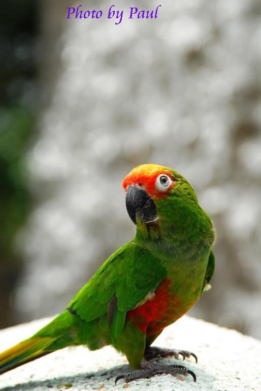 Photo Sharing and Video Hosting at Photobucket