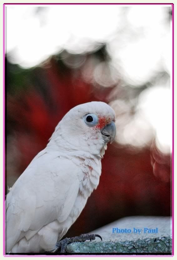 Photo Sharing and Video Hosting at Photobucket