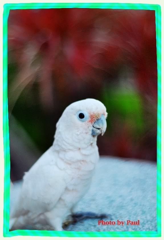 Photo Sharing and Video Hosting at Photobucket