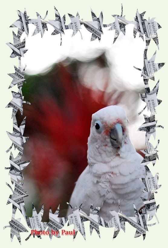 Photo Sharing and Video Hosting at Photobucket