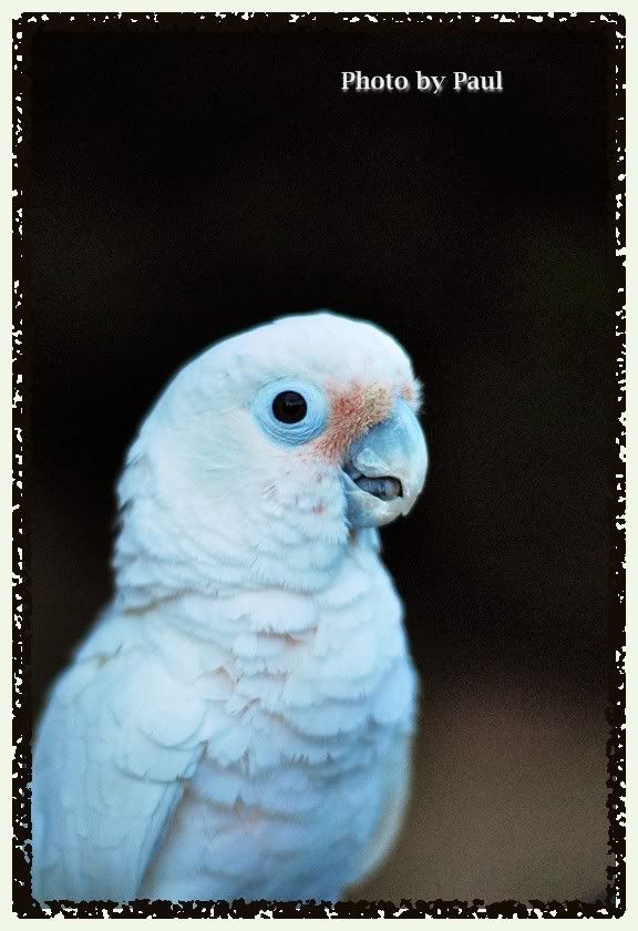 Photo Sharing and Video Hosting at Photobucket