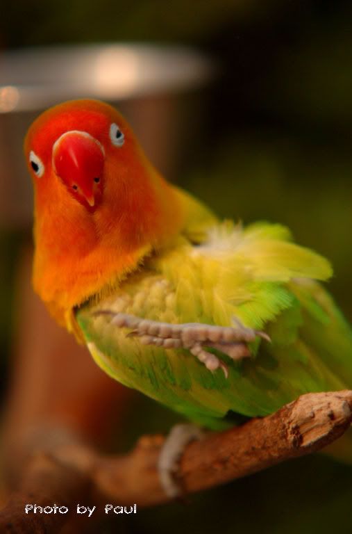 Photo Sharing and Video Hosting at Photobucket