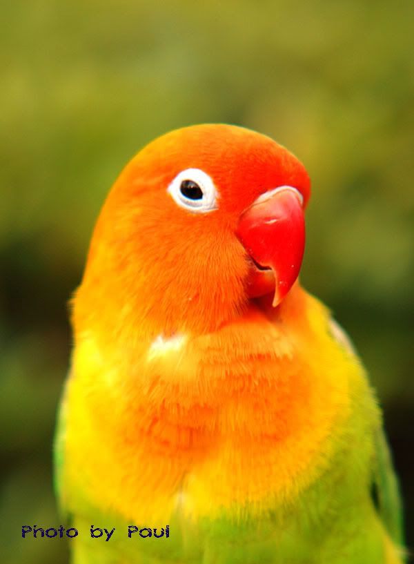 Photo Sharing and Video Hosting at Photobucket