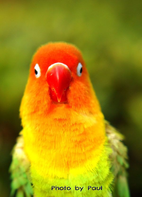 Photo Sharing and Video Hosting at Photobucket