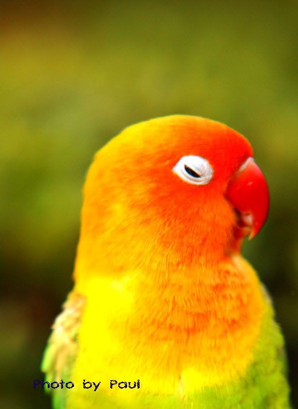 Photo Sharing and Video Hosting at Photobucket