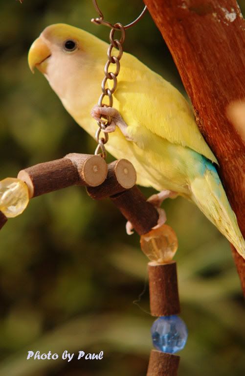 Photo Sharing and Video Hosting at Photobucket