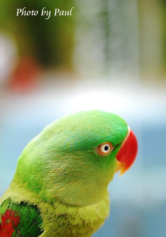 Photo Sharing and Video Hosting at Photobucket