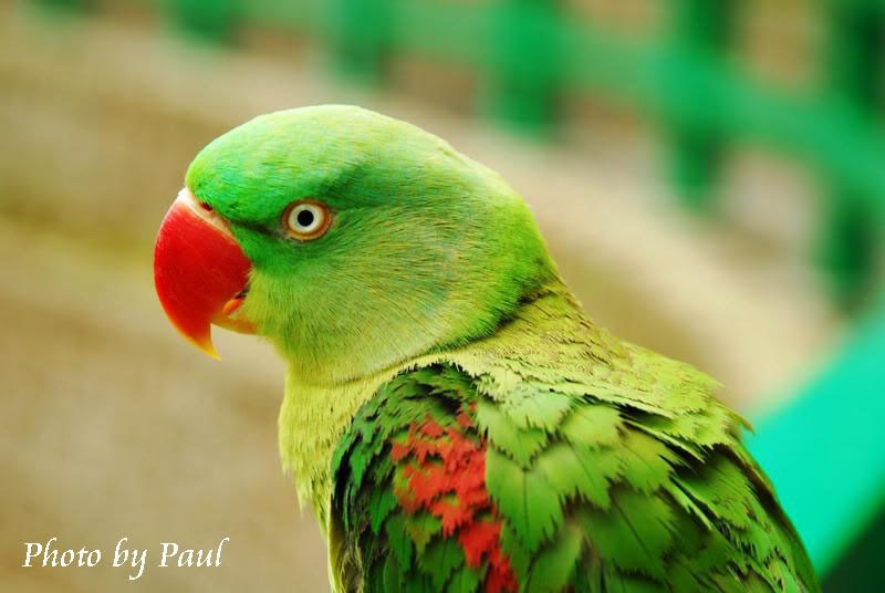 Photo Sharing and Video Hosting at Photobucket